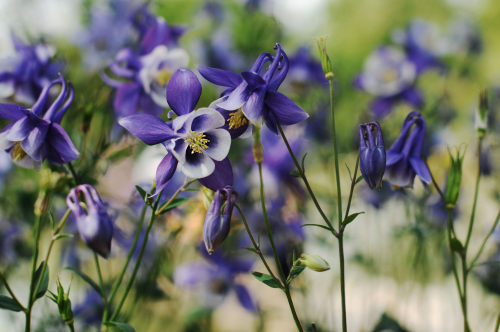 小程序開發(fā)