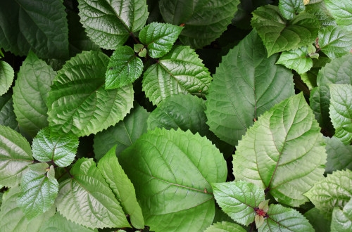 深圳物業(yè)小程序開發(fā)有什么好處？