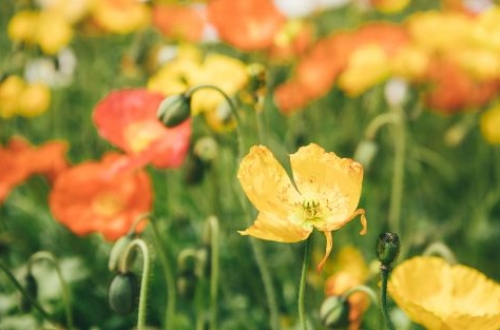 唐山垃圾分類小程序開發(fā)具有哪些功能