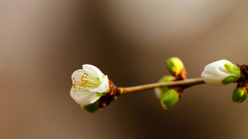 定制APP開發(fā)