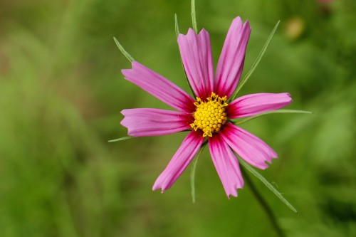 定制app開發(fā)