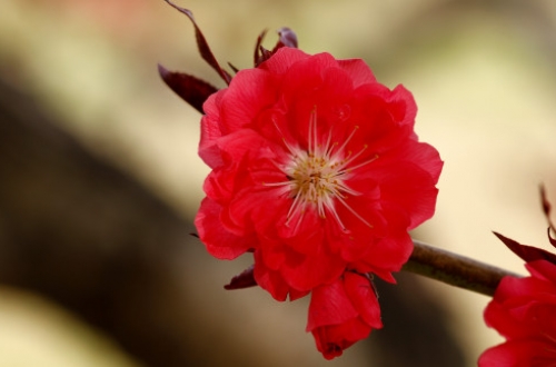 天津微信小程序開發(fā)需要多少錢？