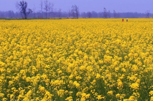 雄安社區(qū)團購小程序開發(fā)功能介紹