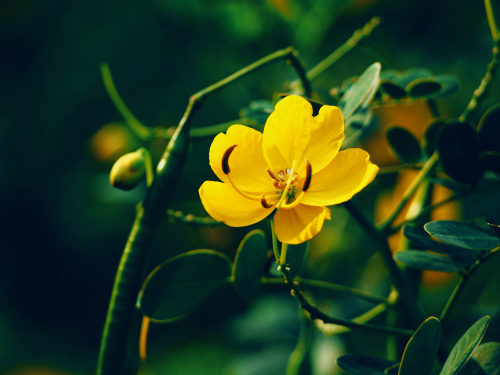 軟件開(kāi)發(fā)