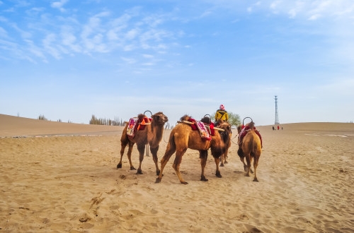 南京流浪動物領養(yǎng)app開發(fā)有哪些核心功能？