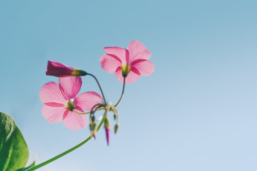 青島app開發(fā)