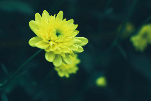 臺(tái)灣小程序開發(fā)