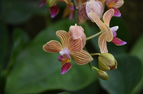 石家莊零售商城小程序開發(fā)有哪些功能？