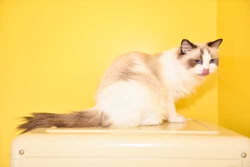 跑腿app開發(fā)