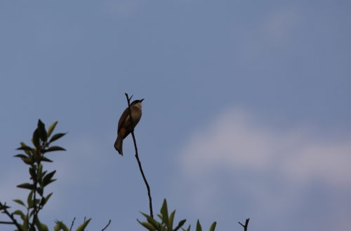如何提高唐山小程序開發(fā)的受歡迎程度？