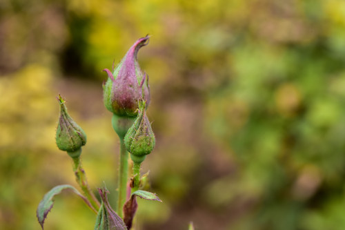 直播app開發(fā)